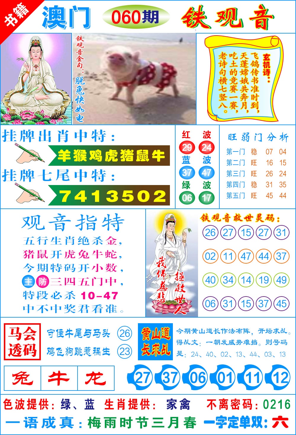 060期澳门铁观音[图]